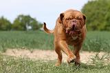 DOGUE DE BORDEAUX 028